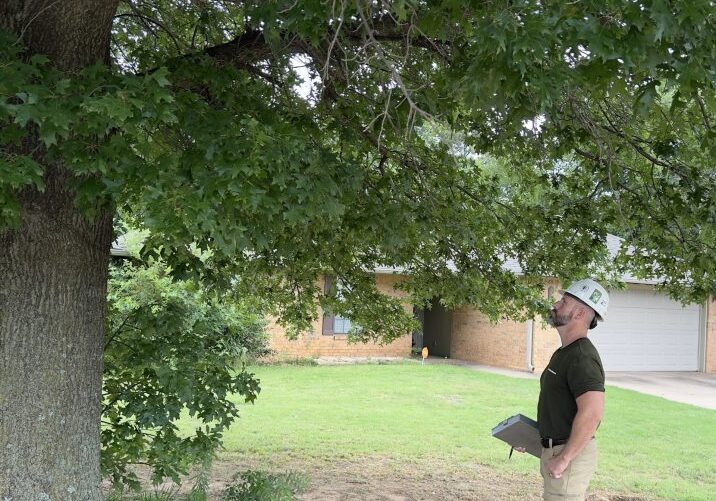 Arborist Services