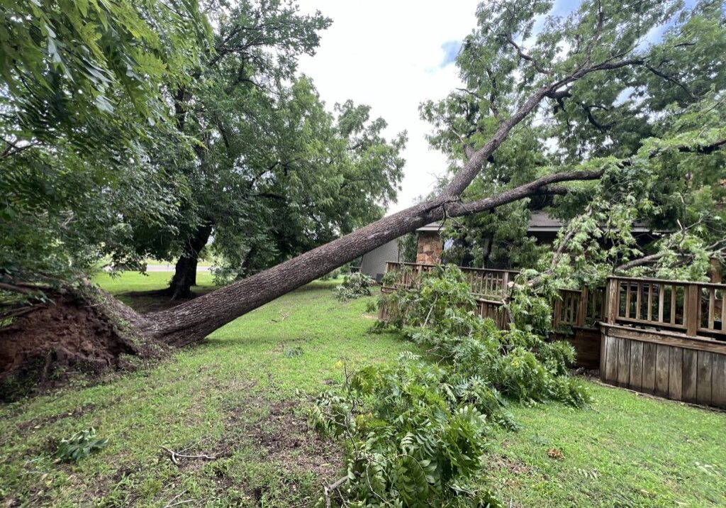 Hazardous Tree Removal